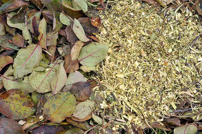 Zerkleinertes Herbstlaub als Mulch