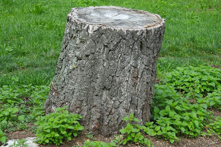 Ein Baumstumpf im Garten