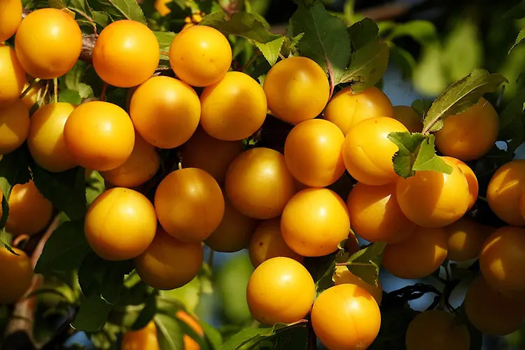 Orangene Mirabellen an einem Ast